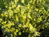 Cytisus all gold