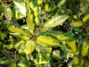 Eléagnus macculata auréa
