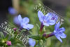 Lithospermum heavenly blue