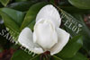 Magnolia grandiflora le nantais