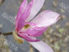 Magnolia stellata rosea