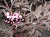 Sambuscus nigra black beauty