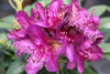 Rhododendron marcel ménard