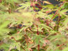 Acer tricolor