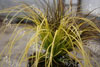 Carex everillo